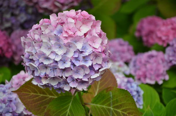 istock hydrangea at the lake district, Lakeland, England 1191310756