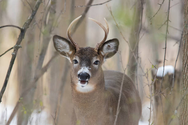 istock Male white-tailed deer (Odocoileus virginianus) in winter 1191312523
