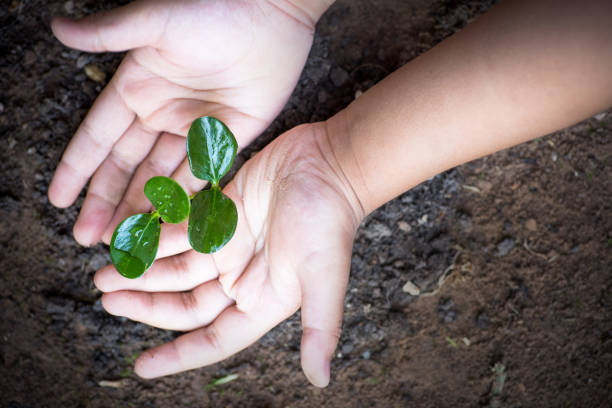 istock Kid hand protect plant spouts on ground 1191314782