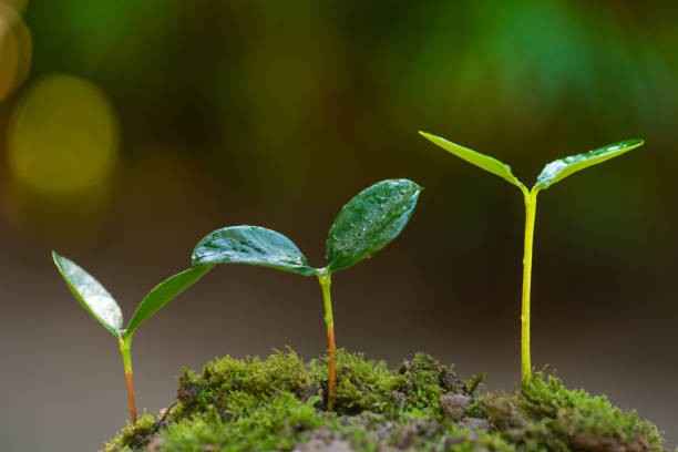istock Plant growing to tree and forest concept 1191314822