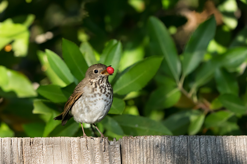 A seasonal visitor, this hermit thrush gorges on Toyon berries before deciding stay in the coastal areas of California or to migrate further south.