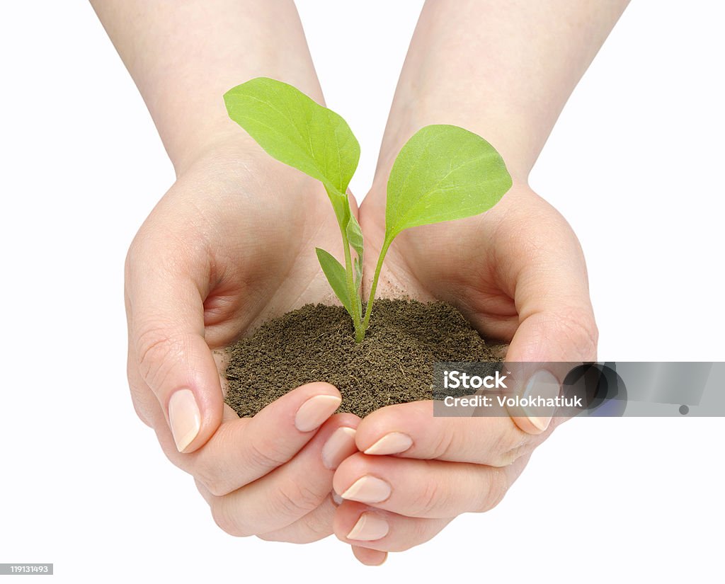 Hands and plant  Care Stock Photo