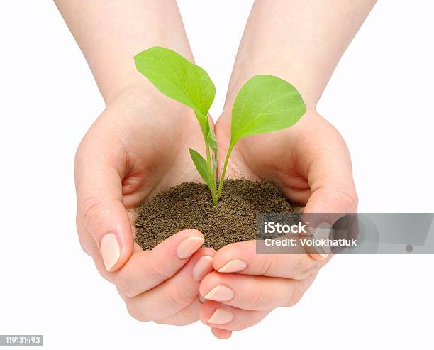 Hands And Plant Stock Photo - Download Image Now - Care, Color Image, Cut Out