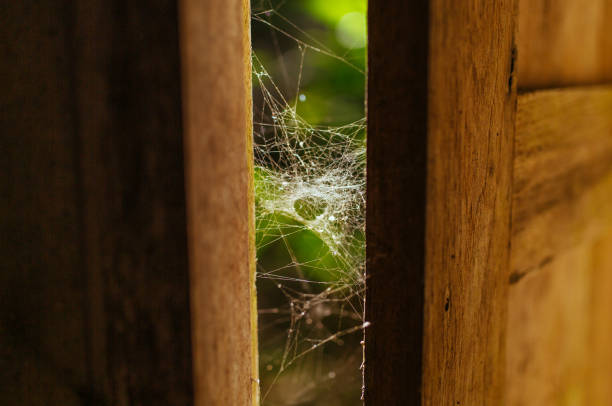 istock Spider web in sunlights on wooden windows in lost house 1191316781