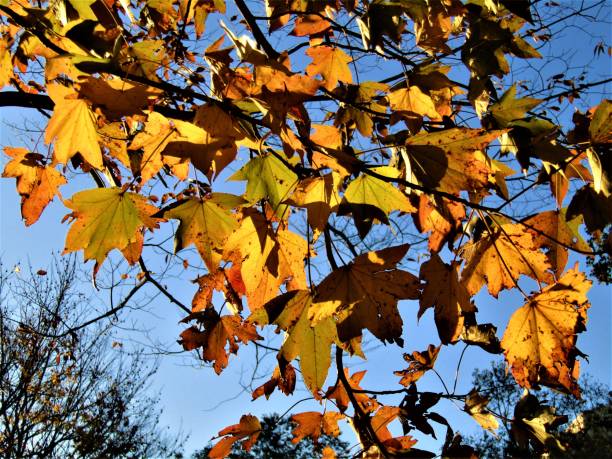 november. autumn finally came to the tokyo region and showed itself in all its glory. - tree area japanese fall foliage japanese maple autumn imagens e fotografias de stock