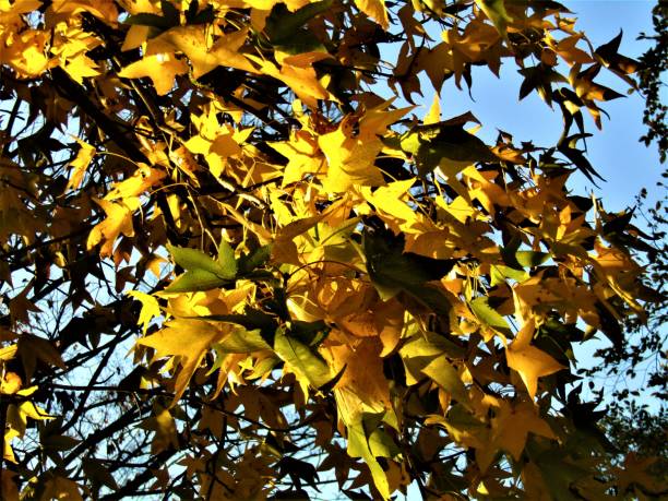 november. autumn finally came to the tokyo region and showed itself in all its glory. - maple japanese maple leaf autumn imagens e fotografias de stock