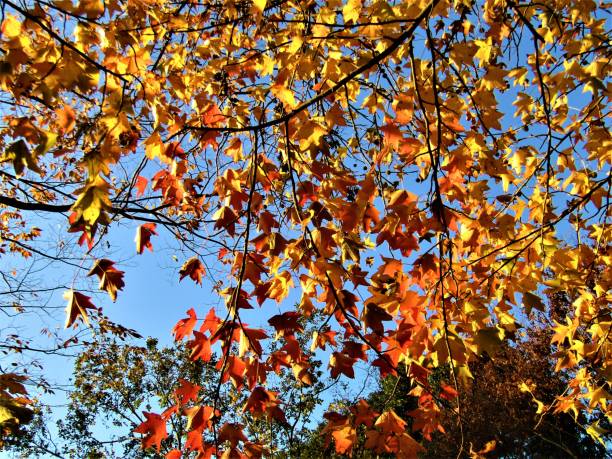 japan. nice sunny day in november. autumn background - maple japanese maple leaf autumn imagens e fotografias de stock