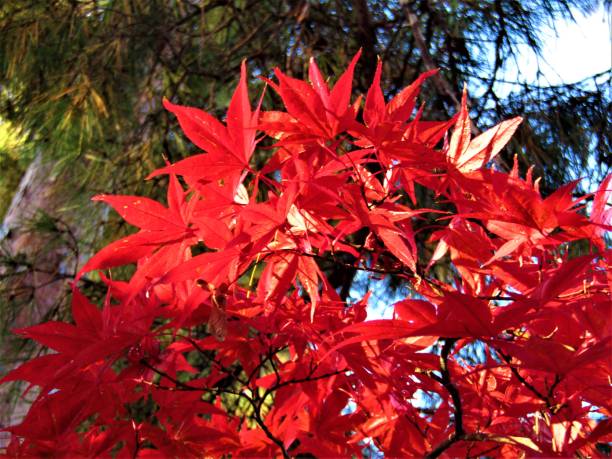 november. autumn finally came to the tokyo region and showed itself in all its glory. - tree area japanese fall foliage japanese maple autumn imagens e fotografias de stock