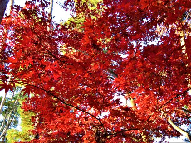 november. autumn finally came to the tokyo region and showed itself in all its glory. - tree area japanese fall foliage japanese maple autumn imagens e fotografias de stock