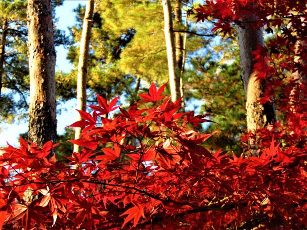 november. autumn finally came to the tokyo region and showed itself in all its glory. maple and pine trees. - tree area japanese fall foliage japanese maple autumn imagens e fotografias de stock