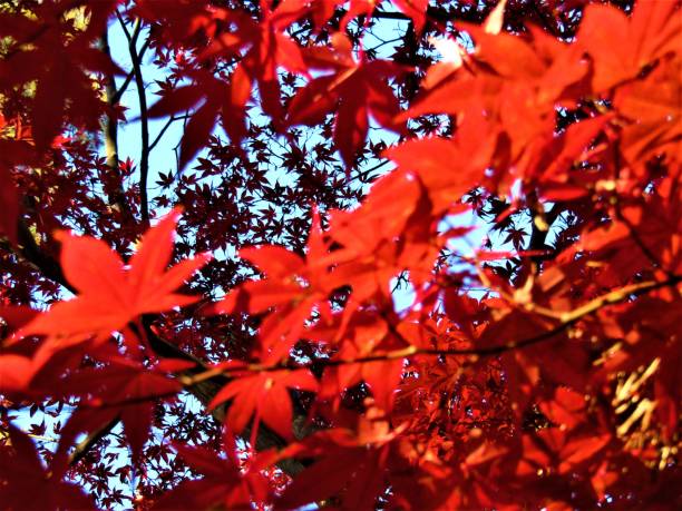 november. autumn finally came to the tokyo region and showed itself in all its glory. - tree area japanese fall foliage japanese maple autumn imagens e fotografias de stock