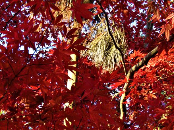 november. autumn finally came to the tokyo region and showed itself in all its glory. maple and pine. - maple japanese maple leaf autumn imagens e fotografias de stock