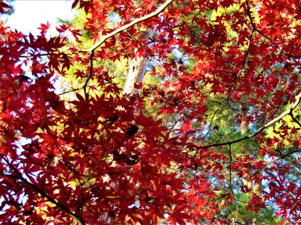 november. autumn finally came to the tokyo region and showed itself in all its glory. - tree area japanese fall foliage japanese maple autumn imagens e fotografias de stock