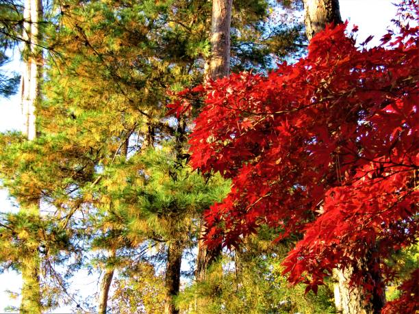november. autumn finally came to the tokyo region and showed itself in all its glory. maple and pine trees. - maple japanese maple leaf autumn imagens e fotografias de stock