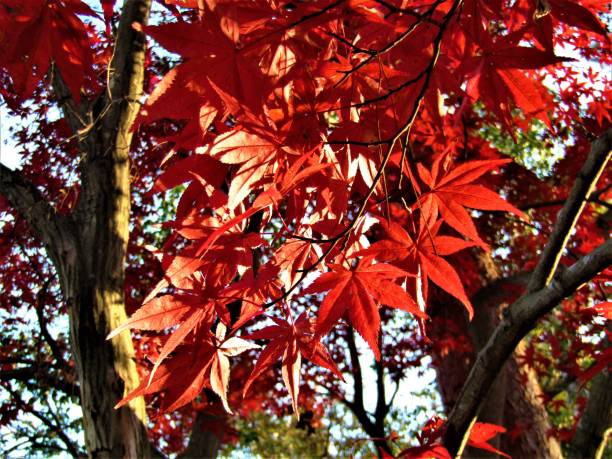november. autumn finally came to the tokyo region and showed itself in all its glory. - tree area japanese fall foliage japanese maple autumn imagens e fotografias de stock