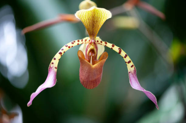 istock Orchid with Polka dots 1191318474