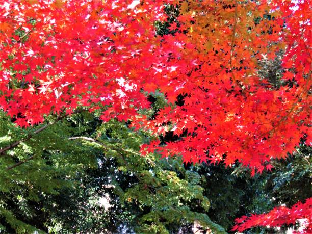 november. autumn finally came to the tokyo region and showed itself in all its glory. - tree area japanese fall foliage japanese maple autumn imagens e fotografias de stock