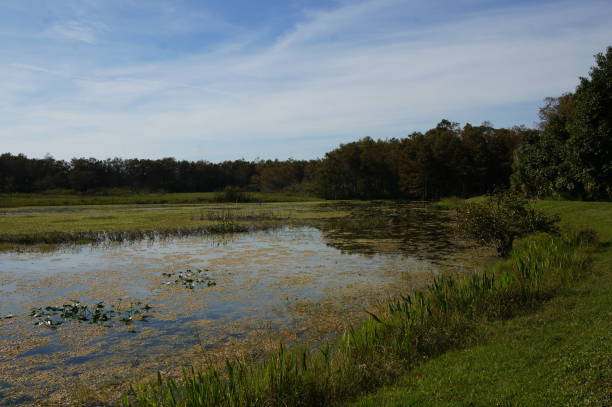 istock autumn cypress swamp landscape 1191318543