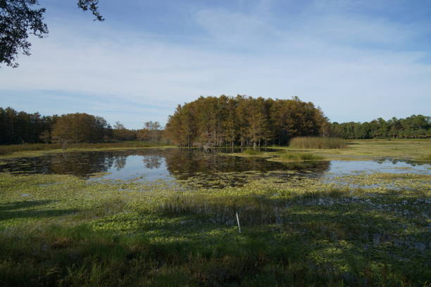 istock autumn cypress swamp landscape 1191318588