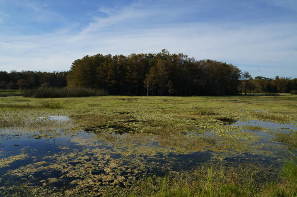 istock autumn cypress swamp landscape 1191318605