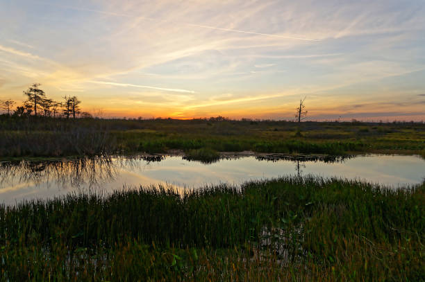 istock birds flying in the sunset swamp 1191318692
