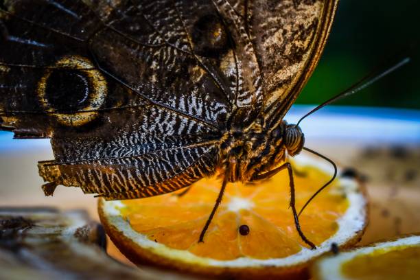 istock Owl Butterfly at a Butterfly Conservatory 1191319490