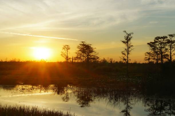 istock birds flying in the sunset swamp 1191320009