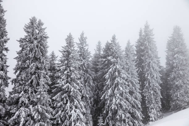 istock Frozen snow-covered fir forest after snowfall 1191320797
