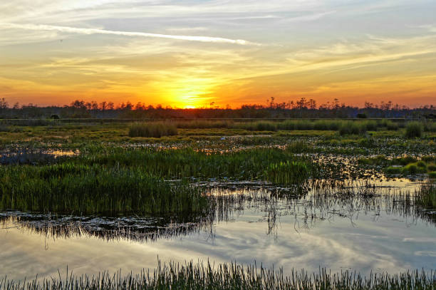 istock birds flying in the sunset swamp 1191321369