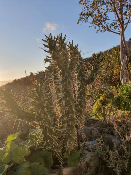 istock Cacti with large thorns in the Alpujarras Granadinas 1191325412