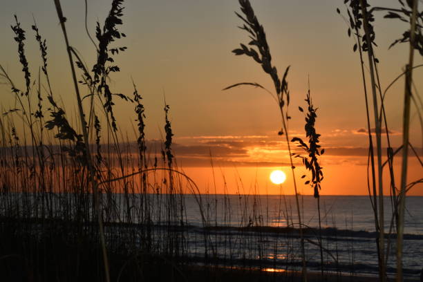 istock Sea oats sunrise 1191327096