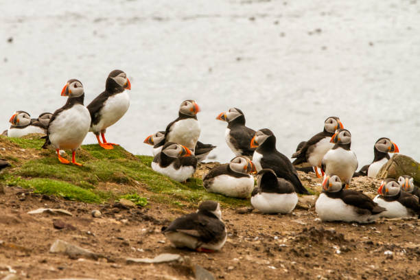 istock Puffins in Farne Islands 1191330404