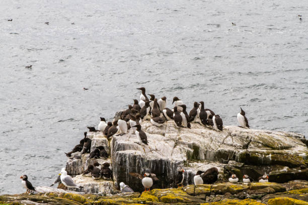 istock Birds in Farne Islands, UK 1191331209