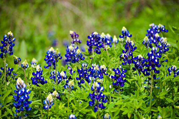 istock Bluebonnet Flowers in the Field. 1191331989