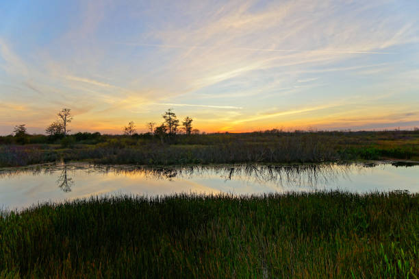 istock sunset in the swamp 1191332106