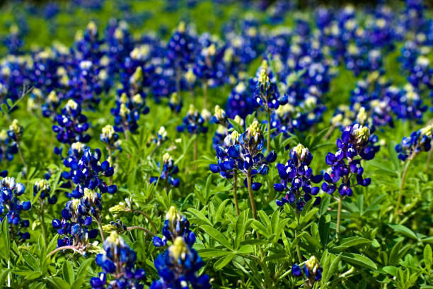 istock Bluebonnet Flowers in the Field 1191332120