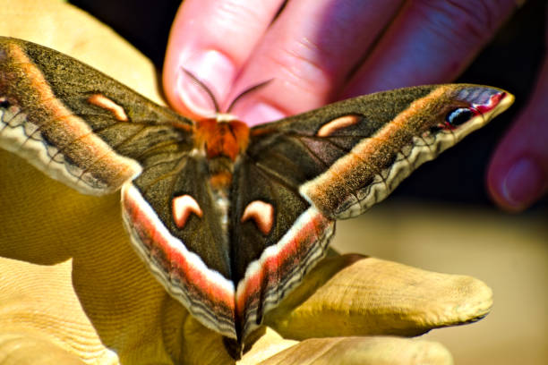 istock A Big Beautiful Butterfly on A Hand 1191333003
