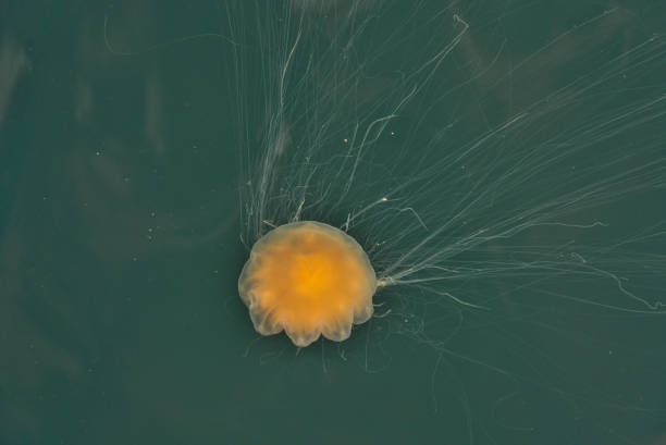 istock Lion's Mane jellyfish in blue water 1191333116