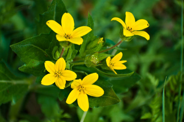 istock Texas Yellow Star Flowers in the Meadow 1191333151