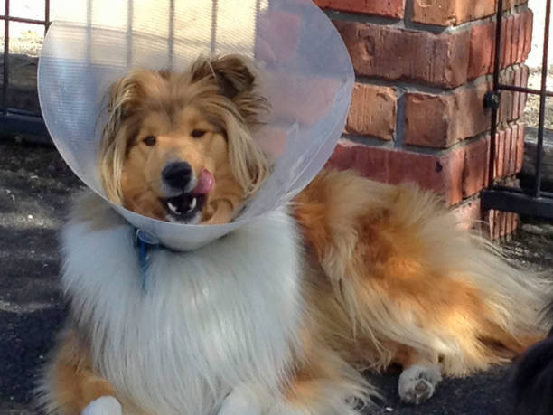 istock Elizabethan collar on collie to protect the wound 1191333211