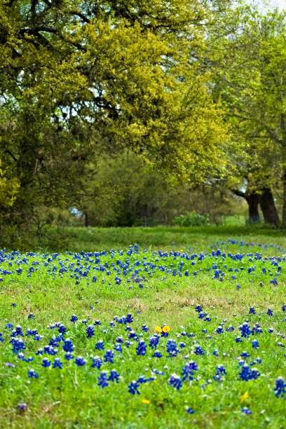 istock Bluebonnet Flowers in the Field 1191333221