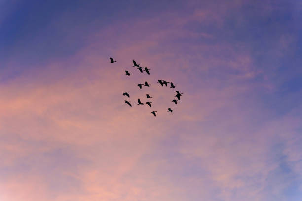 istock birds flying in the sunset swamp 1191333852