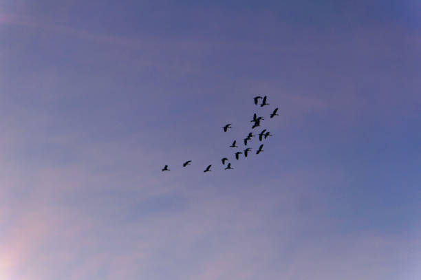 istock birds flying in the sunset swamp 1191333904