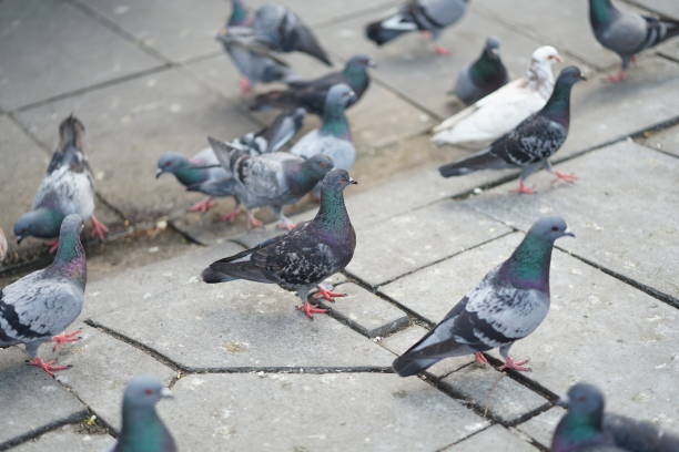 istock Feeding pigeons in the park 1191334569