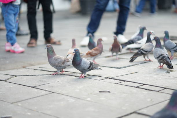 istock Feeding pigeons in the park 1191334579