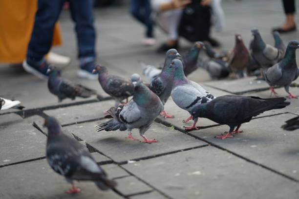 istock Feeding pigeons in the park 1191334582