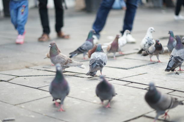 istock Feeding pigeons in the park 1191334584