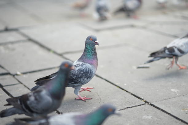istock Feeding pigeons in the park 1191334596