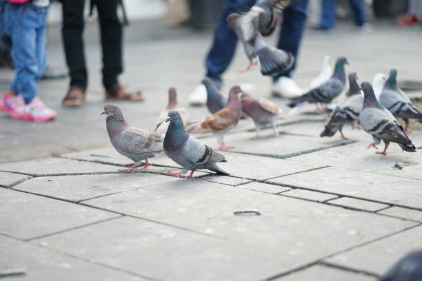 istock Feeding pigeons in the park 1191334598