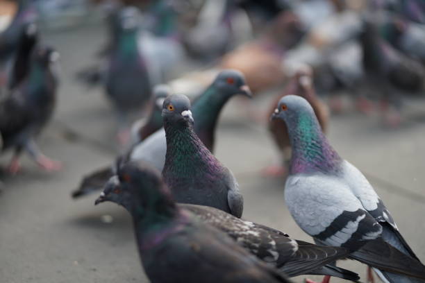 istock Feeding pigeons in the park 1191334601